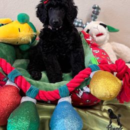Pumpkin - Black female Poodle puppy in Nederland, Texas from Lingo Standard Poodles