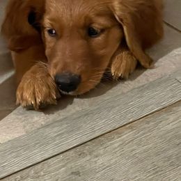 Golden Retriever Puppies from Family Loved Golden Retrievers