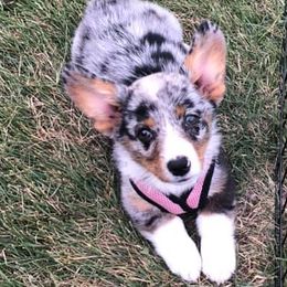 American Corgis, French Bulldogs, Pembroke Welsh Corgis, and Pomeranians from Just My Size Farmstead