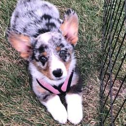 American Corgis, French Bulldogs, Pembroke Welsh Corgis, and Pomeranians from Just My Size Farmstead