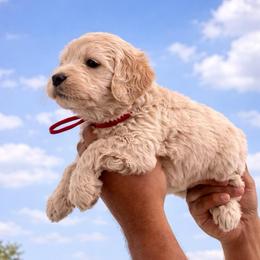 You are my sunshine - Cream female Goldendoodle puppy in Houston, Texas from Were The Mack'Doodles
