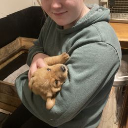 Labrador Retriever Puppies from Ritchie Road Labradors