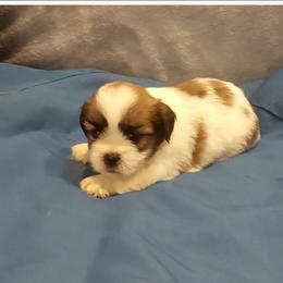 Boy 1 - Parti male Lhasa Apso puppy in Norman, Oklahoma from Steve's Puppies