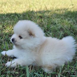 Pomeranian puppies from Ruby's Pomeranians
