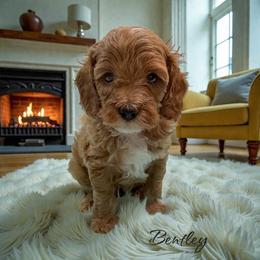 Bentley - Red male Cavapoo puppy in Miami, Florida from Mario’s Pups