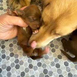 Summer - Red female Dachshund puppy in Riverton, Wyoming from Wild Rose Ridge Doxies