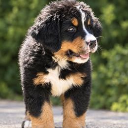 Grey Collar Boy - Tri-color male Bernese Mountain Dog puppy in Loveland, Colorado from Grateful Bernese & Gage's Goldens