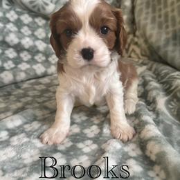 Cavalier King Charles Spaniel Puppies from The Cozy Cavaliers