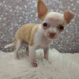 Fernando - Cream and white male Chihuahua puppy in Topeka, Kansas from Barbie's Baby Chihuahuas