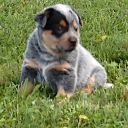 Australian Cattle Dog Puppies from Cindy McKinney's Australian Cattle Dogs
