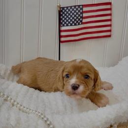 Pearl - Red female Cavapoo puppy in Knoxville, Tennessee from Duke’s Forever Doodles