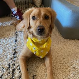 Zona - Goldendoodle