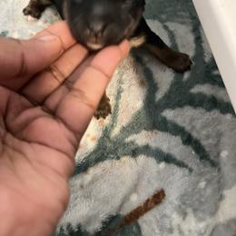SANTAS LIL HELPER - Black and tan male Yorkipoo puppy in Gastonia, North Carolina from Precious pups dynasty kennel