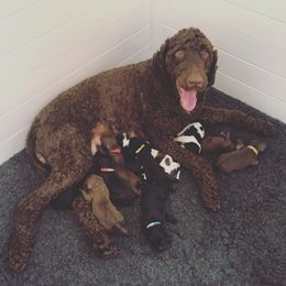 Labradoodle and Australian Labradoodle Puppies from Highland Labradoodles