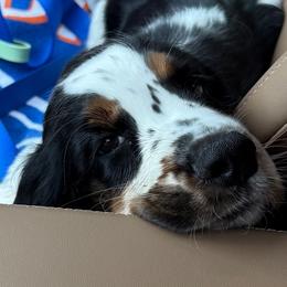 Webb - Black white and tan male English Springer Spaniel puppy in Florida from Thunderbird Springers