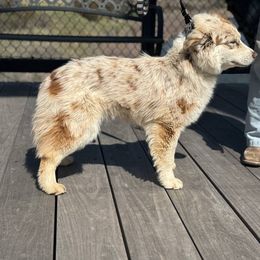 Bourbon - Miniature Australian Shepherd