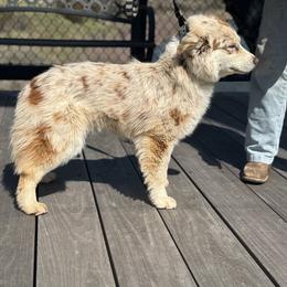Bourbon - Miniature Australian Shepherd