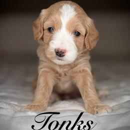 Tonks (Yellow Collar) - Apricot male Goldendoodle puppy in Portland, Oregon from Smith Family Doodles