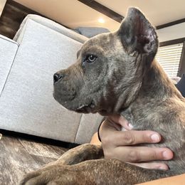 Rhaegal - Gray brindle male Cane Corso puppy in Justin, Texas from Bella Vista Kennels
