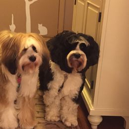 Tibetan Terrier All Grown Up from Kham Ra Tibetans