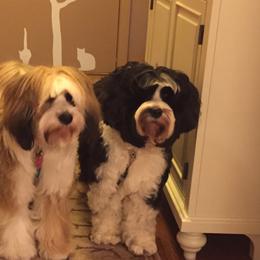 Tibetan Terrier All Grown Up from Kham Ra Tibetans