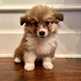 Orange Collar Boy Jingle - Red male Pembroke Welsh Corgi puppy in Paris, Kentucky from Flat Run Corgis