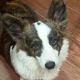 Lili - American Corgi