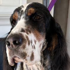 Truvy - English Setter