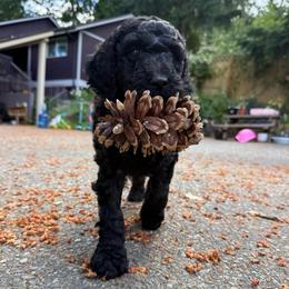Simon - Black male Poodle puppy in Shoreline, Washington from Fluffy Poodles