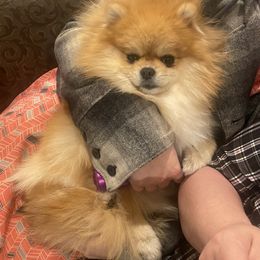 Sassy - Pomeranian