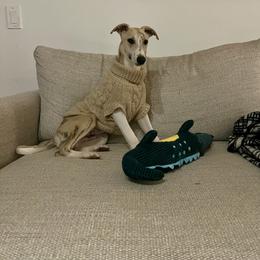 Whippet Puppies from Hertzog  Whippets