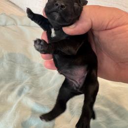 Girl 1 - Black female Miniature Schnauzer puppy in Miami, Florida from AKC Puppies 2 Love
