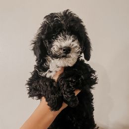 Chadd - Black and white male Sheepadoodle puppy in Wabash, Indiana from DOODCompany