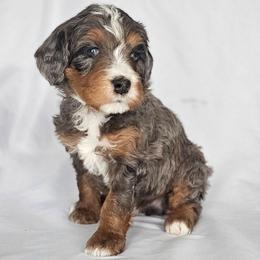 Dyson - Blue merle male Bernedoodle puppy in Glenford, Ohio from Mi-De Doodles