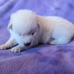 Pomsky Puppies from Valparaiso Pomskys