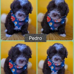 Pedro - Chocolate male Goldendoodle puppy in Decatur, Tennessee from Diamond's Doodles