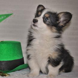 Queen - Black and tan female Pembroke Welsh Corgi puppy in Hotchkiss, Colorado from Grand Mesa Corgis
