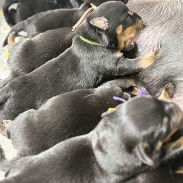 Puppy 2 - Black and mahogany male Rottweiler puppy in Arizona from TRK Rottweilers