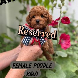 Kiwi - Red  female Poodle puppy in South Jordan, Utah from Diamond Companions