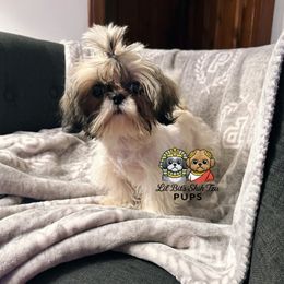 Champ - Tricolor male Shih Tzu puppy in Walkertown, North Carolina from Lil’ Bit’s Shih Tzu