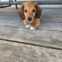 Tiger - Piebald male Dachshund puppy in Delta, Colorado from Wicburg’s Wieners