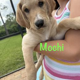 Mochi - male Golden Mountain Doodle puppy in Ormond Beach, Florida from Honeycomb Doodles