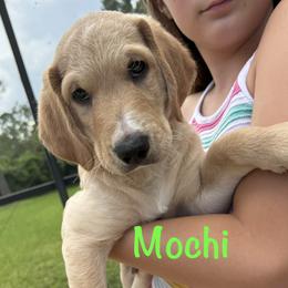 Mochi - male Golden Mountain Doodle puppy in Ormond Beach, Florida from Honeycomb Doodles
