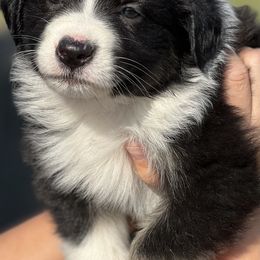 Australian Shepherd and Border Collie Puppies from Smothermon Livestock