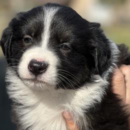 Australian Shepherd and Border Collie Puppies from Smothermon Livestock