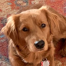 Daisy - Companion Cross