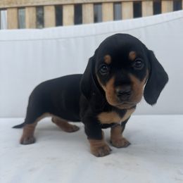Dachshund Puppies from Carranza Puppy Farm