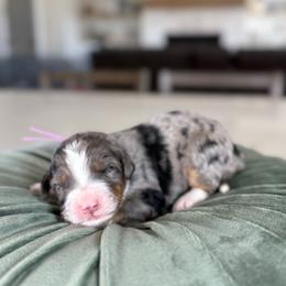 Lilac Collar - Blue merle female Bernedoodle puppy in Indiahoma, Oklahoma from Farm Fresh Doodles