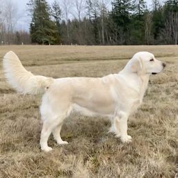 Nova - Golden Retriever