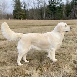 Nova - Golden Retriever